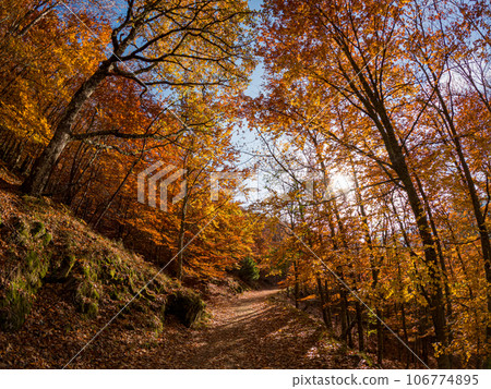 Autumn forest pathway leaves 106774895
