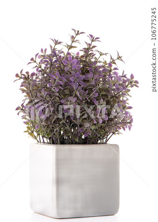 Small decorative plant 106775245
