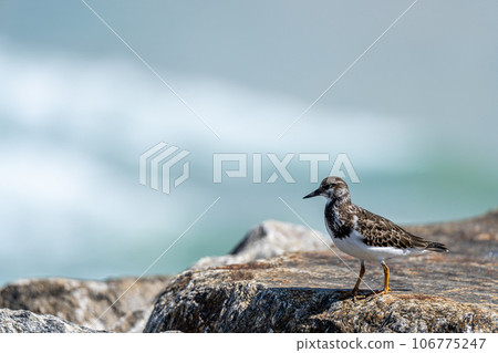 Small Seagull staring at the ocean 106775247