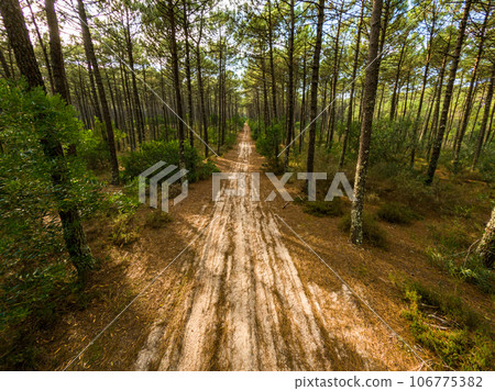 Pine trees forest view Pine trees forest view 106775382