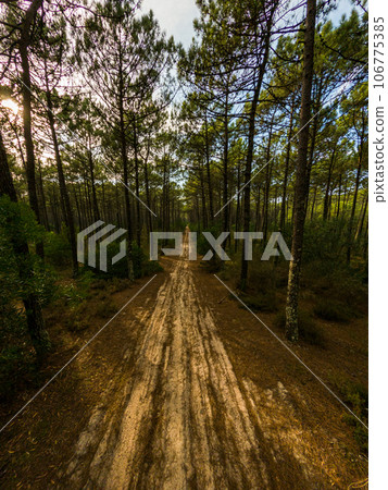 Pine trees forest view Pine trees forest view 106775385