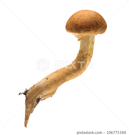 Gymnopilus junonius 106775389