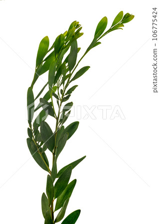 Sydney golden wattle Sydney golden wattle 106775424
