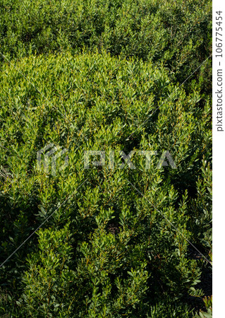 Acacia Melanoxylon Acacia Melanoxylon 106775454