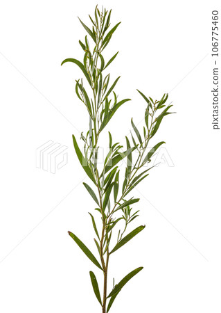 Acacia Melanoxylon 106775460