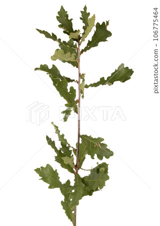 Quercus pubescens 106775464