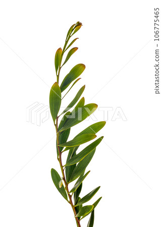 Acacia Melanoxylon 106775465