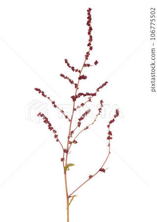 Atriplex prostrata Atriplex prostrata 106775502