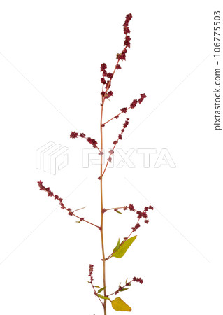 Atriplex prostrata Atriplex prostrata 106775503