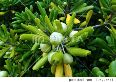 可愛的托貝拉果實 106775651