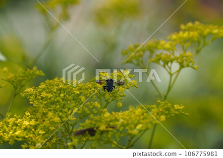 Flowers and Blue Bees 106775981