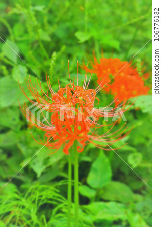 Beautiful bright red cluster amaryllis 106776182