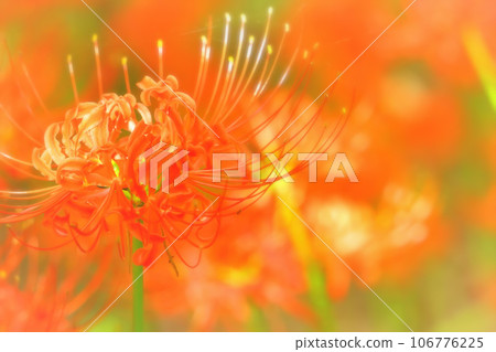 Beautiful bright red cluster amaryllis 106776225