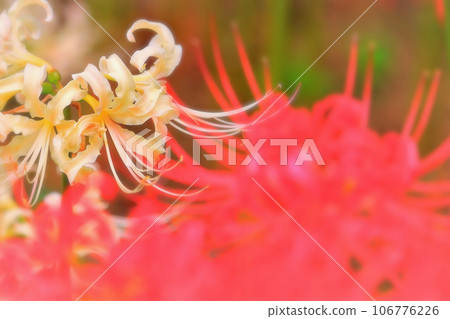 Refreshing cream-colored cluster amaryllis 106776226