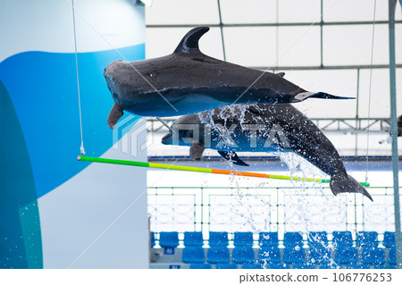 Dolphin jumping in the show 106776253