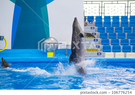 Dolphin playing in the pool Dolphin playing in the pool 106776254