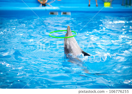 Dolphin playing in the pool Dolphin playing in the pool 106776255
