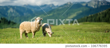Mountain sheep grazing on pasture in summer on mountain background 106776395