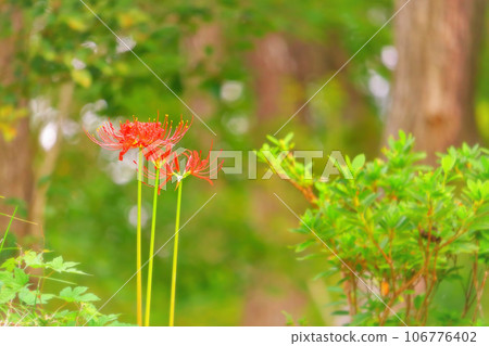Bright red cluster amaryllis blooming in the forest 106776402