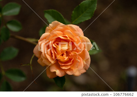 初夏玫瑰，夏洛特夫人 106776662