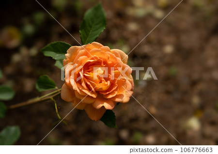 初夏玫瑰,夏洛特夫人 初夏玫瑰,夏洛特夫人 106776663