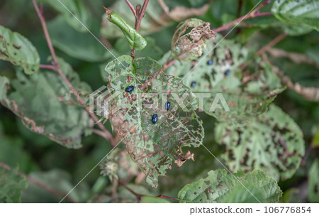 Blue shiny bug beetle eating leaves and traces of its violent activity in Sweden Dalsland Blue shiny bug beetle eating leaves and traces of its violent activity in Sweden Dalsland 106776854