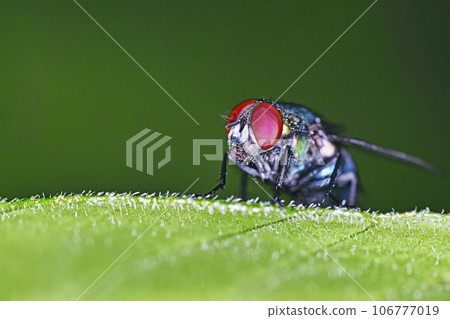 fly on a leaf fly on a leaf 106777019