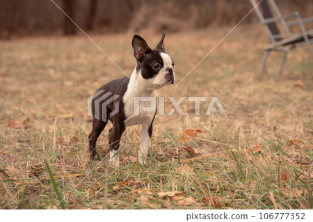 Boston terrier dog outside. Dog in the autumn field Boston terrier dog outside. Dog in the autumn field 106777352