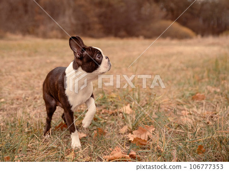 Adorable black and white French bulldog posing in the field 106777353