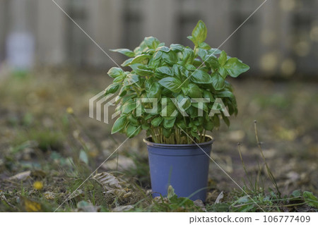 Fresh raw organic basil in box for sale at market. Vegan food and healthy nutrition concept. Stock photo green basil 106777409