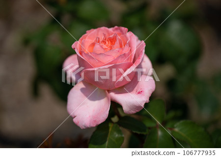 Orange Rose, CD Louise Orange Rose, CD Louise 106777935