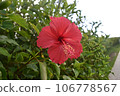 Red hibiscus 106778567