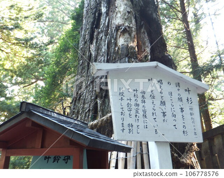 日光東照宮雪松 日光東照宮雪松 106778576