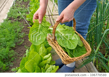 growing lettuce leaves in a greenhouse. Growing green salads and vegetables in a greenhouse. Hydroponics grows in a greenhouse. The gardener cuts green lettuce leaves and puts them in a basket 106778580
