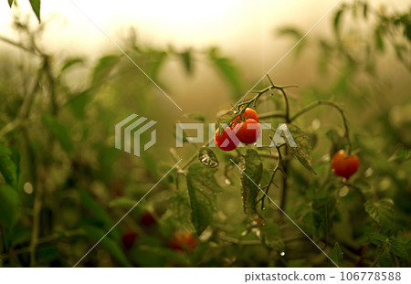 Bush of tomato in the sun. Tomatoes on a branch. Tomato flowers on a plantation. The tomato in the dew. Vegetable . Bush of tomato in the sun. Tomatoes on a branch. Tomato flowers on a plantation. The tomato in the dew. Vegetable . 106778588