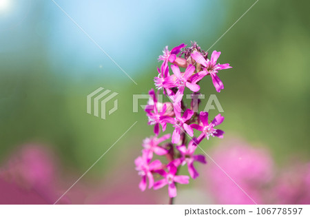 beautiful wildflowers background. summer nature. Ivan tea blooms in a meadow among the forest on a sunny day in June 106778597