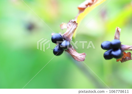 Ripe Shiroyamabuki (Hakusanbuki) fruit 106778611
