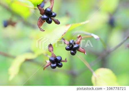 Ripe Shiroyamabuki (Hakusanbuki) fruit 106778721