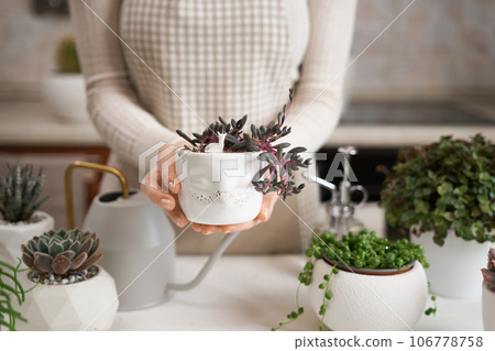 Woman holding Potted othonna capensis house plant in white ceramic pot Woman holding Potted othonna capensis house plant in white ceramic pot 106778758