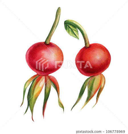 Rosehip berry isolated on white background. Hand drawn watercolor illustration, red berry 106778969