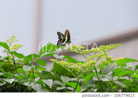 A blue swallowtail sucking nectar from a thicket A blue swallowtail sucking nectar from a thicket 106779023