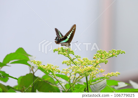 A blue swallowtail sucking nectar from a thicket 106779025