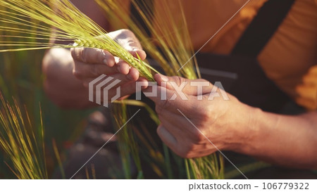 Agriculture. farmer hands hold spikelets of yellow ripe wheat in the field. agriculture business concept. close-up of a farmer hands examining sprouts of ears sunset of farm ripe wheat at in an field 106779322