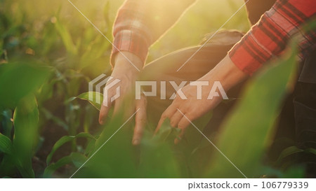 corn agriculture. farmer a agronomist examines green sprouts of corn during irrigation in the field. irrigation agriculture business concept. male farmer working lifestyle in a field with green corn corn agriculture. farmer a agronomist examines green sprouts of corn during irrigation in the field. irrigation agriculture business concept. male farmer working lifestyle in a field with green corn 106779339
