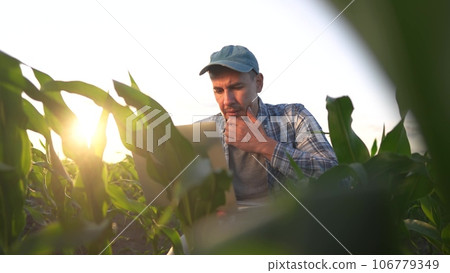corn agriculture. farmer a working in corn field with laptop. agriculture maize business concept. farmer with laptop studying green corn sprouts. man scientist worker studying corn lifestyle sprouts 106779349