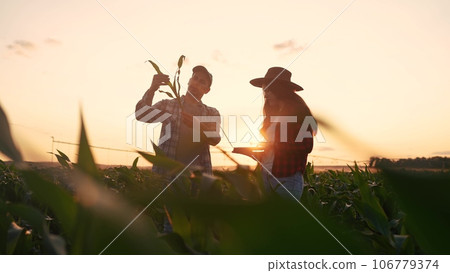 irrigation corn. two farmers work in a field with corn. agriculture irrigation concept. farmers a man and woman work through field with green corn sprouts against irrigation business silhouette 106779374