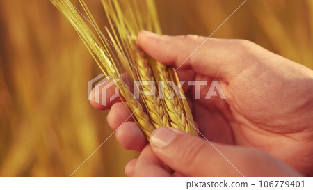 Agriculture. farmer hands hold spikelets of yellow ripe wheat in the field. agriculture business concept. farm close-up of a farmer hands examining sprouts of ears sunset of ripe wheat at in an field Agriculture. farmer hands hold spikelets of yellow ripe wheat in the field. agriculture business concept. farm close-up of a farmer hands examining sprouts of ears sunset of ripe wheat at in an field 106779401