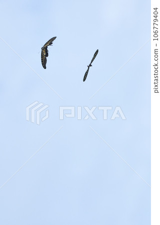 Courtship behavior of the swallowtail butterfly 106779404