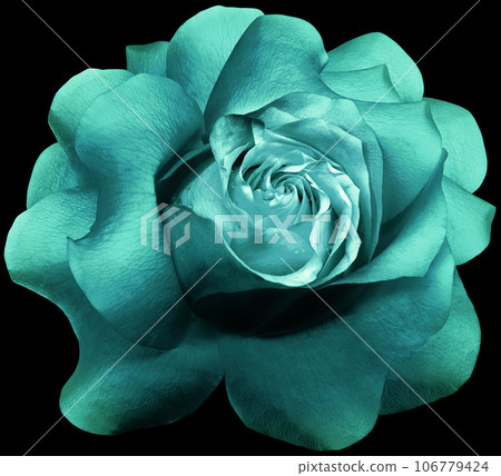 Turquoise   rose flower  on black isolated background with clipping path. Closeup. Flower on a green stem. Nature. 106779424