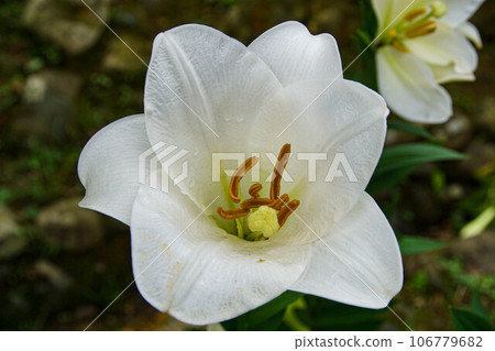 百合 百合 106779682